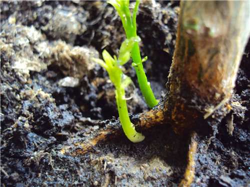 วิธีกำจัดการเติบโตของต้นไม้บนทรัพย์สิน