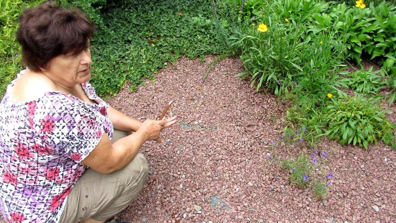 วิธีกำจัดหญ้าเปรี้ยว