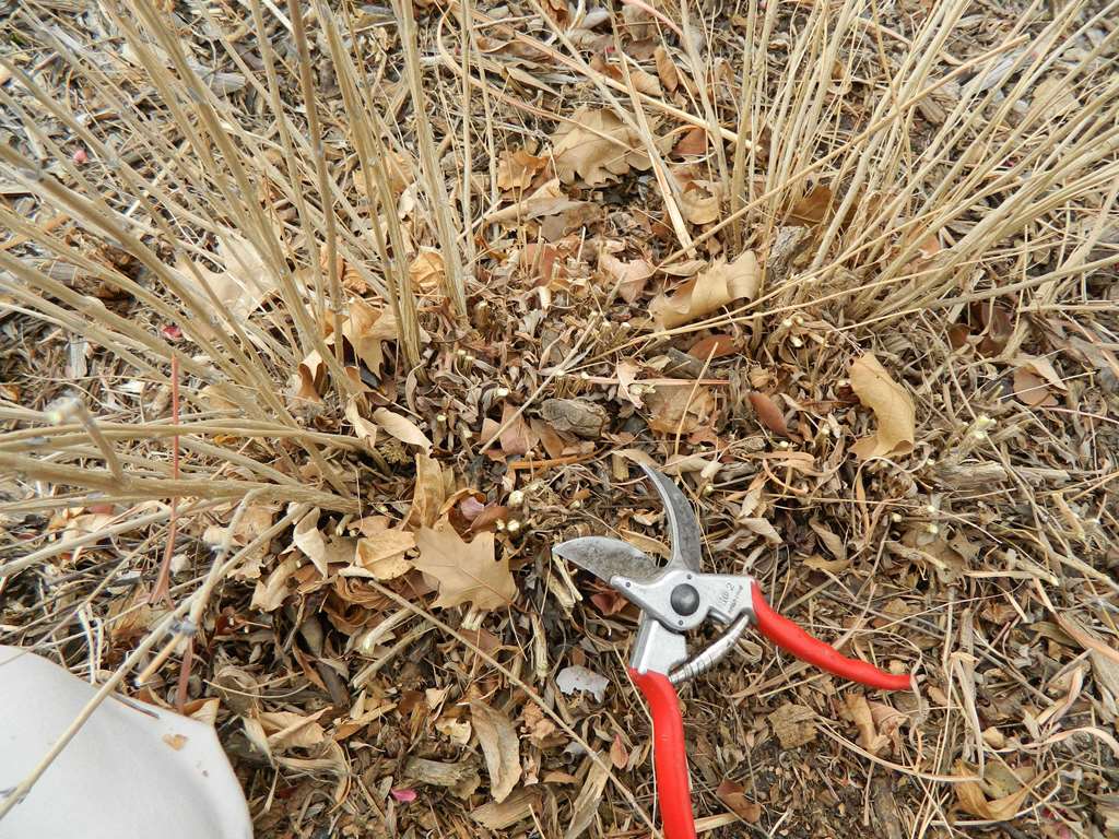 วิธีการกำจัดต้นไลแลค