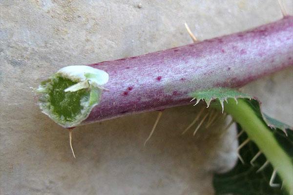 propriétés utiles du laiteron des champs
