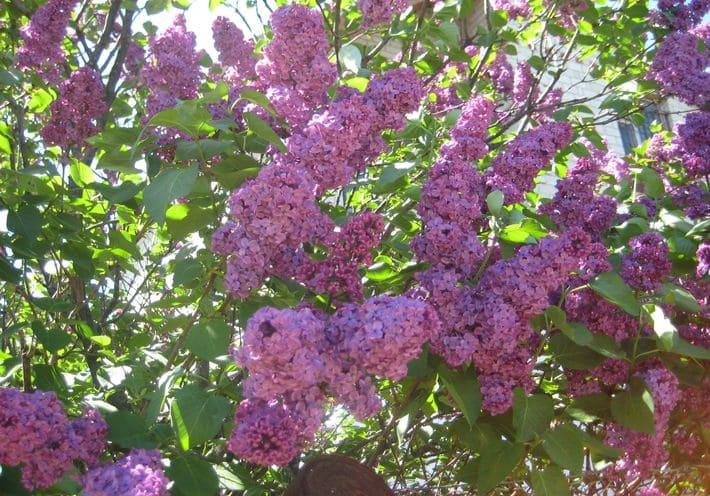 วิธีการกำจัดต้นไลแลค