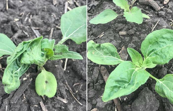 ต้นไม้เหี่ยวเฉา