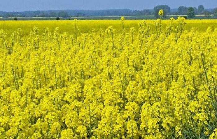 ดอกไม้บานสดใส