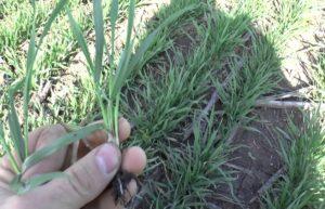 คำแนะนำในการใช้สารกำจัดวัชพืช Lancelot 450 อัตราการใช้และสารที่คล้ายกัน