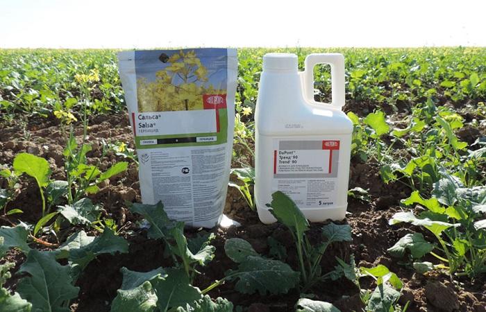 ยาเสพติดในสนาม