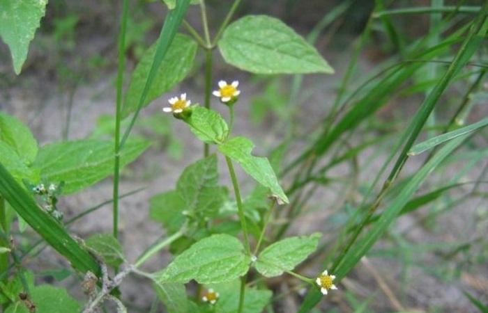 วัชพืชที่เป็นอันตราย