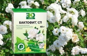 Mode d'emploi de Baktofit pour les plantes et composition du fongicide