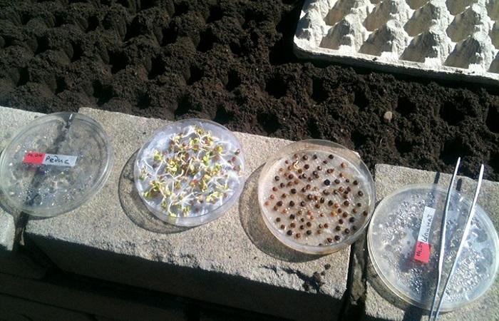 แช่เมล็ด