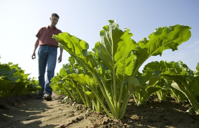 หัวบีทในทุ่ง