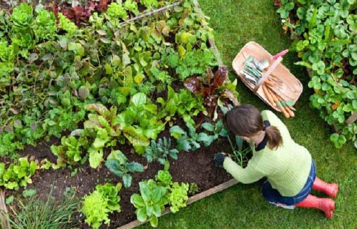 การทำสวน