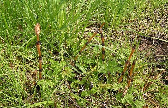 หางม้าทุ่ง