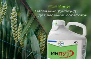 Mode d'emploi du fongicide Intrant, sa composition et ses doses d'application