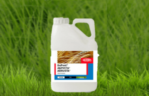 คำแนะนำสำหรับการใช้สารป้องกันเชื้อรา Abrusta จาก DuPont ปริมาณยา