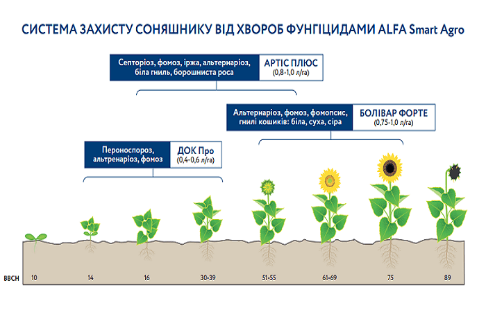 การเติบโตด้วยการประยุกต์ใช้