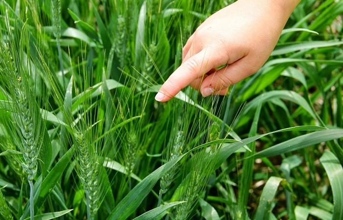 ข้าวสาลีเขียว