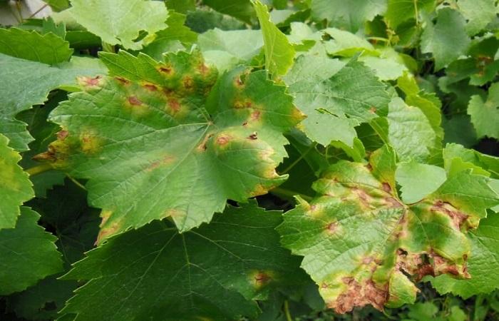 เชื้อราบนใบ