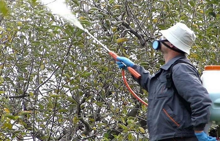 pulvérisation des arbres