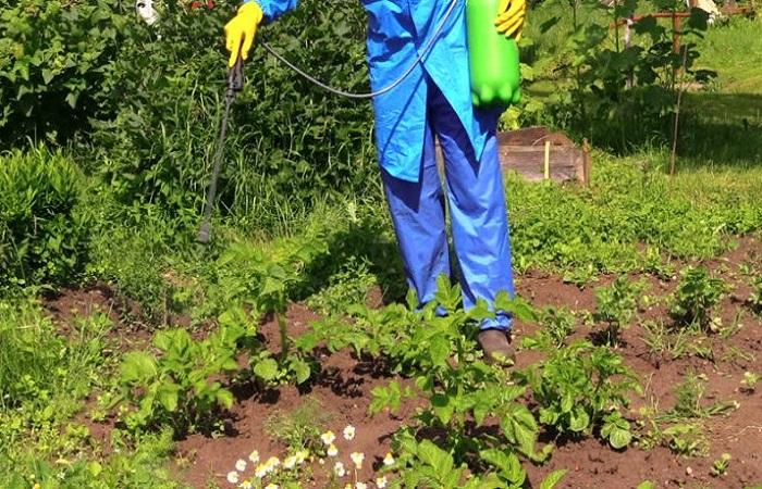 การประมวลผลไซต์