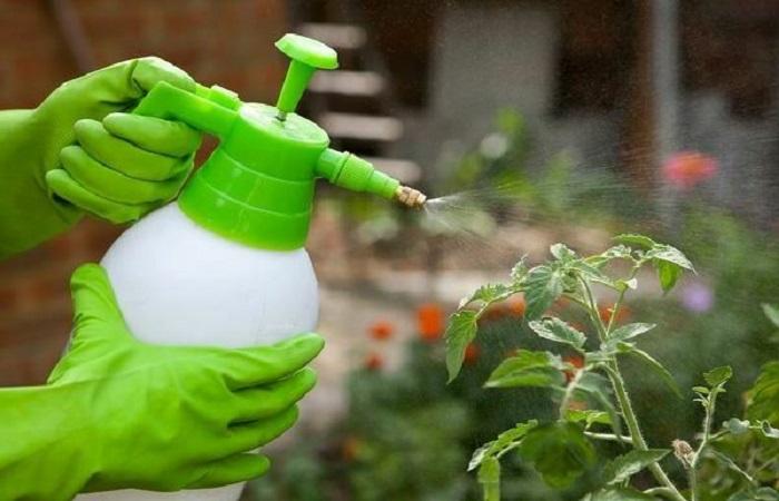 สเปรย์มะเขือเทศ