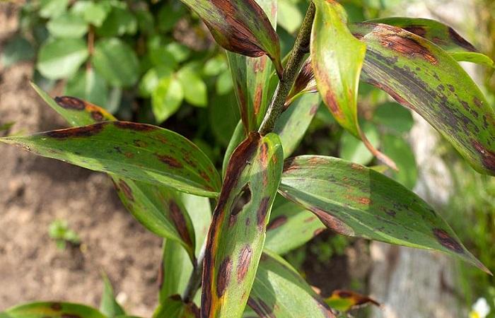 จุดบนใบ