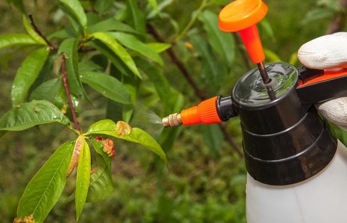 ฉีดพ่นอย่างถูกต้อง