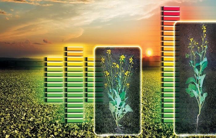 การปรับปรุงการเจริญเติบโต