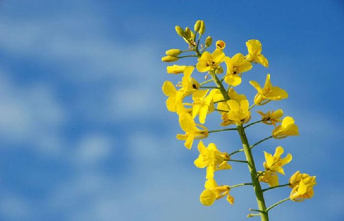 ดอกข่มขืน