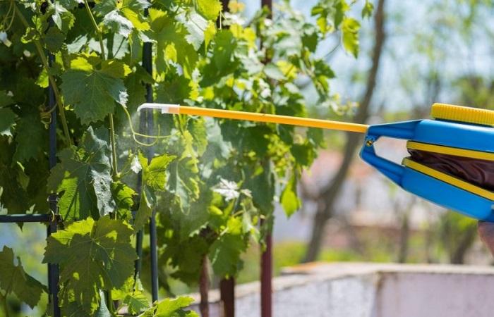 การปลูกองุ่น