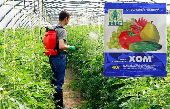 การดูแลมะเขือเทศ