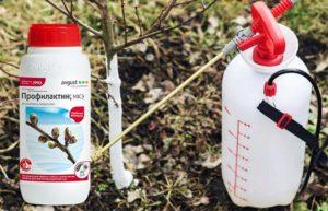 Mode d'emploi de Profilaktin pour le jardin, dosage des pesticides et analogues