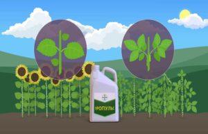 คำแนะนำในการใช้และการผสมสารฆ่าเชื้อรา Propuls ปริมาณและสารประกอบที่คล้ายกัน