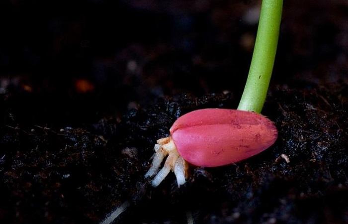 เมล็ดสีแดง