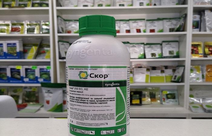 ขวดใหญ่