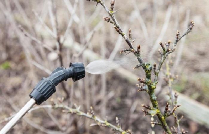 ฉีดพ่นพุ่มไม้