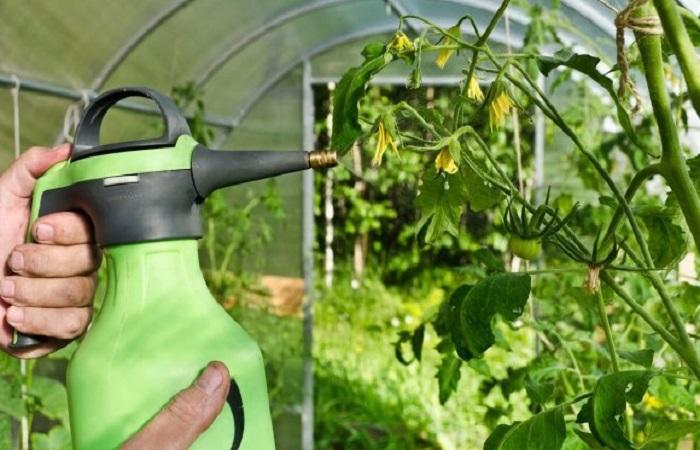 แตงกวาออกดอก