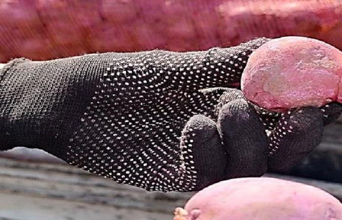 มันฝรั่งดอง