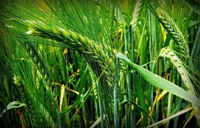 เมล็ดพืชที่กำลังเติบโต