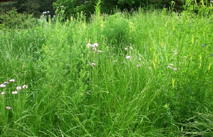 หญ้าหนาทึบ