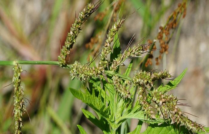 coq des mauvaises herbes
