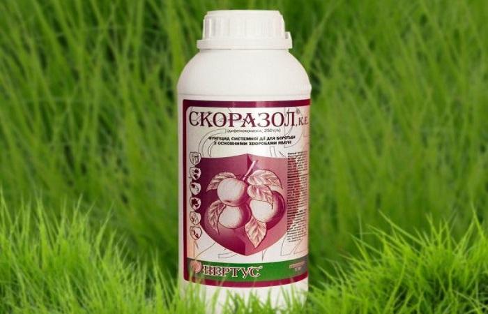 สโคราโซลในขวด