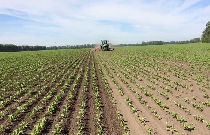 หัวบีทกำลังเติบโต