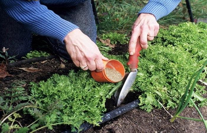 application sur les légumes