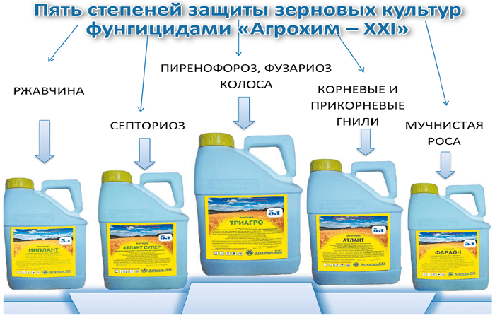 สารแต่งเมล็ด