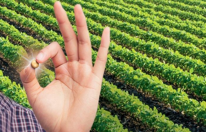 เมล็ดสีทอง