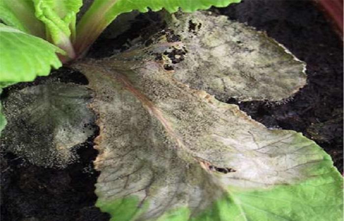 โรคเน่าดำ