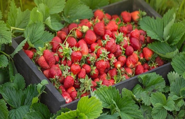 กล่องสตรอเบอร์รี่