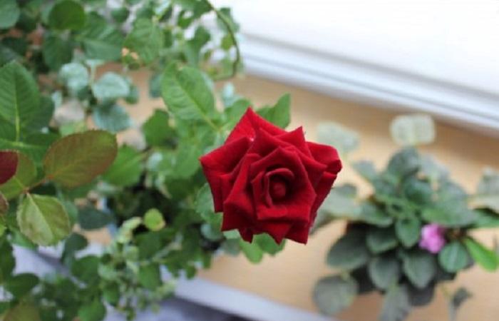 ต้นไม้ในร่ม