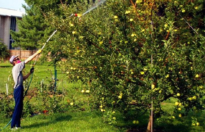 การดูแลต้นไม้