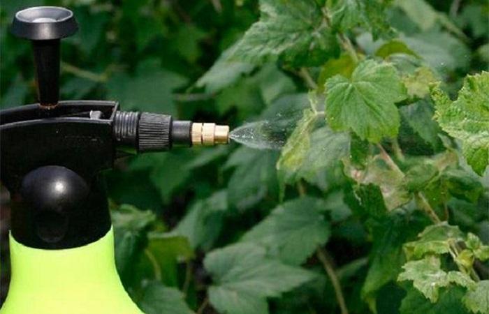 ต้นลูกเกด