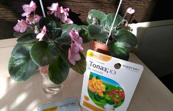 ดอกไวโอเล็ตในกระถาง